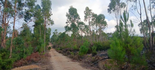 Terreno Agricola ou Rústico para Venda em Mação, Penhascoso e Aboboreira