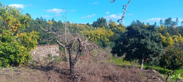 Terreno Misto para Arrendamento em Carvoeiro