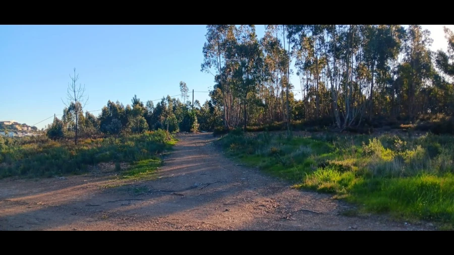 Terreno Agricola ou Rústico para Venda em Mação, Penhascoso e Aboboreira