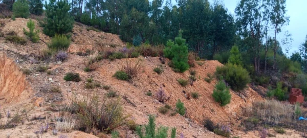 Terreno para Venda em Mação, Penhascoso e Aboboreira
