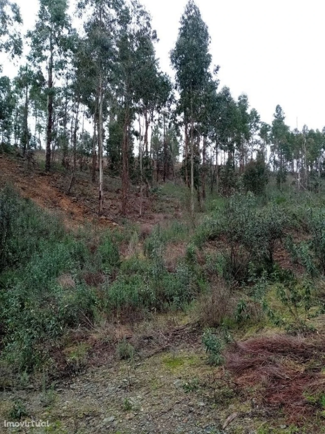 Terreno para Venda em Belver Foto 12