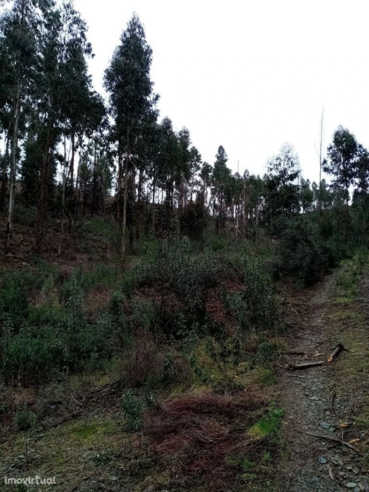 Terreno para Venda em Belver Foto 13
