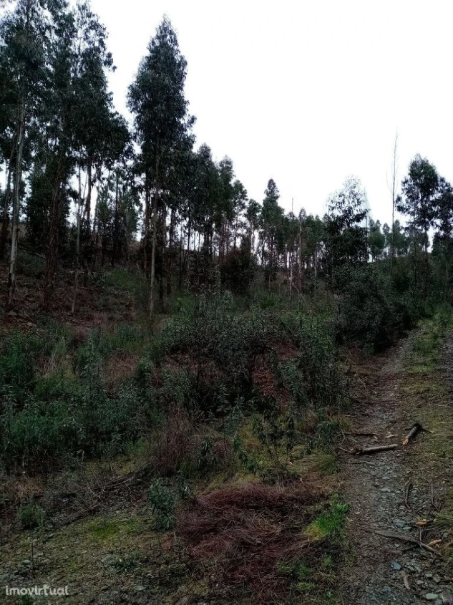 Terreno para Venda em Belver Foto 13
