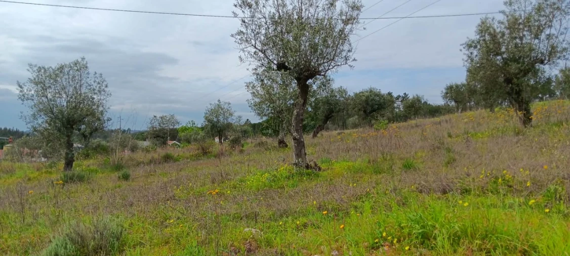 Terreno para Venda em Ortiga Foto 6