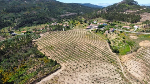 Quinta T9 para Venda em Carvoeiro
