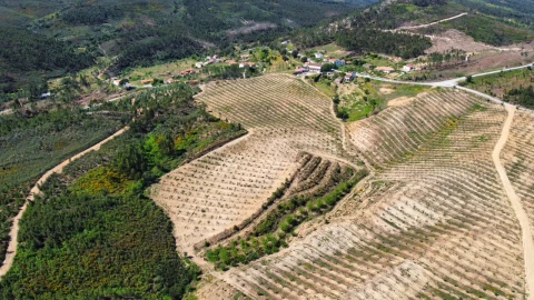 Quinta T9 para Venda em Carvoeiro