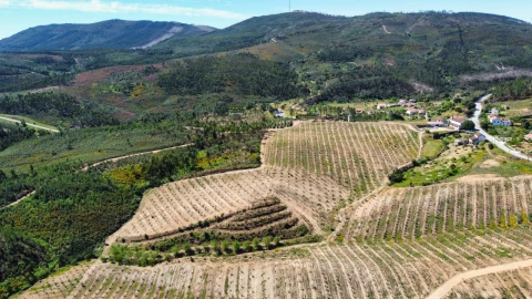 Quinta T9 para Venda em Carvoeiro