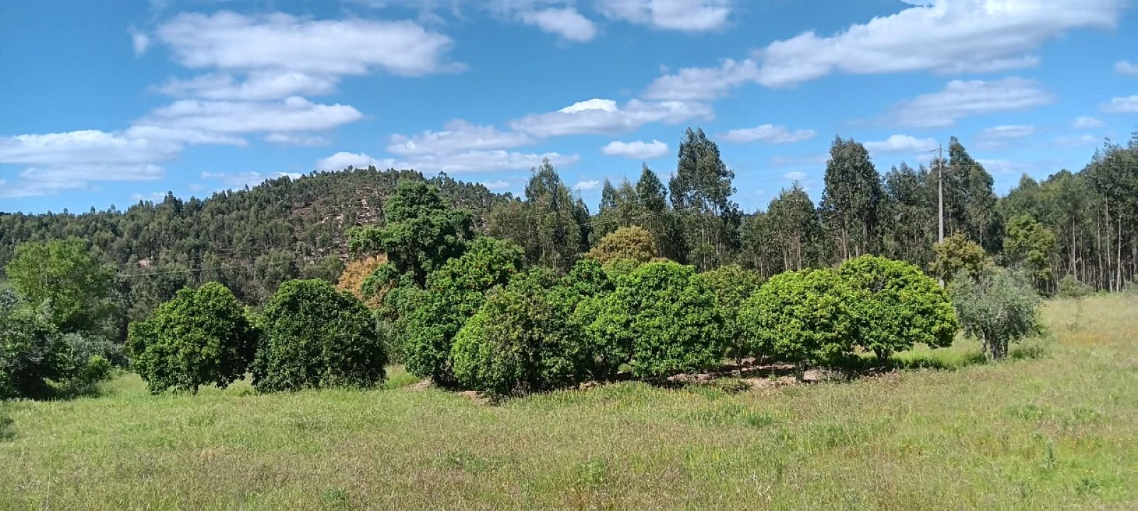 Terreno Agricola ou Rústico para Venda em Mação, Penhascoso e Aboboreira Foto 5