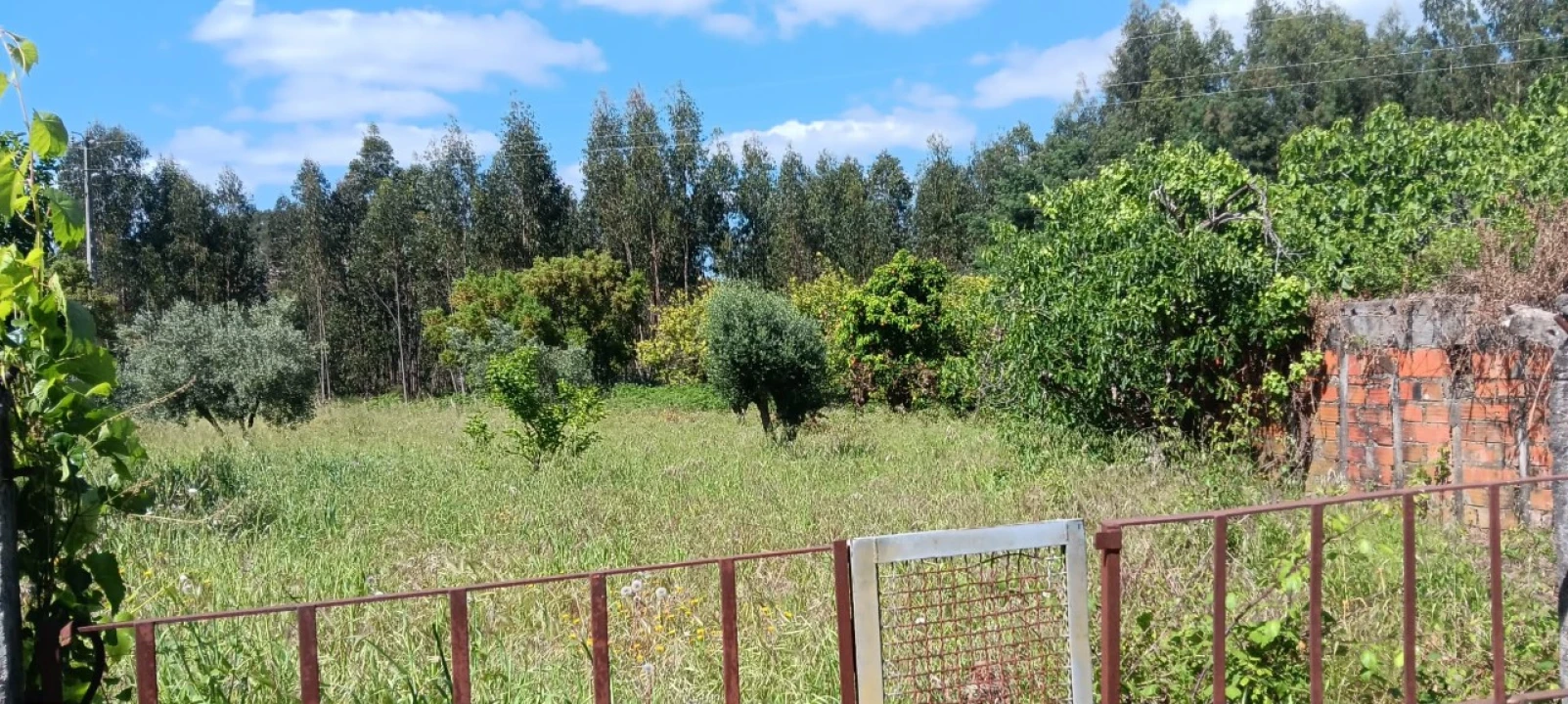 Terreno Agricola ou Rústico para Venda em Mação, Penhascoso e Aboboreira Foto 11