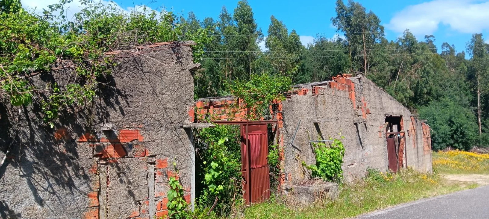 Terreno Agricola ou Rústico para Venda em Mação, Penhascoso e Aboboreira Foto 14