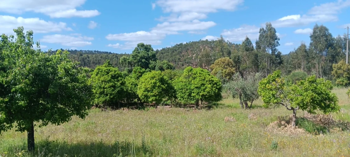 Terreno Agricola ou Rústico para Venda em Mação, Penhascoso e Aboboreira Foto 4
