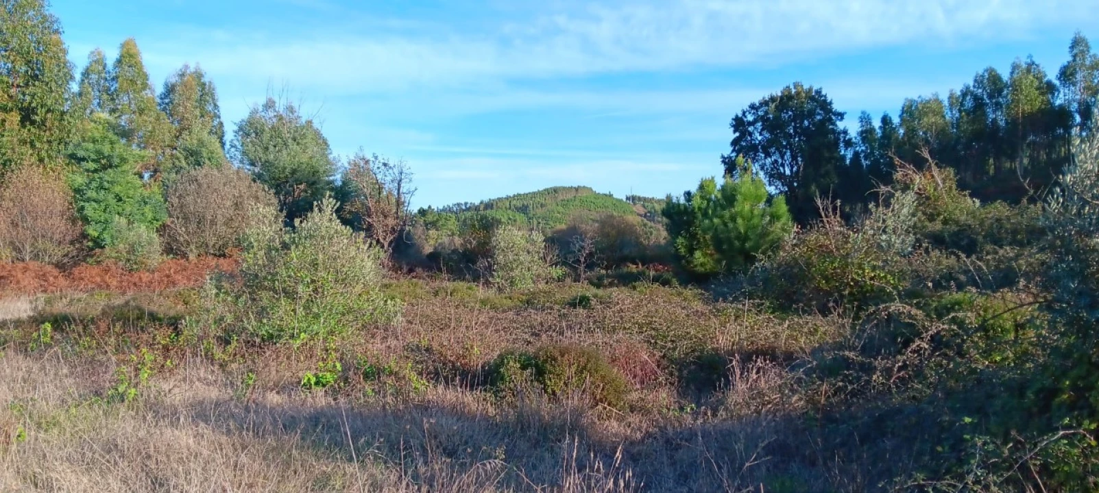 Terreno Agricola ou Rústico para Arrendamento em Envendos Foto 1