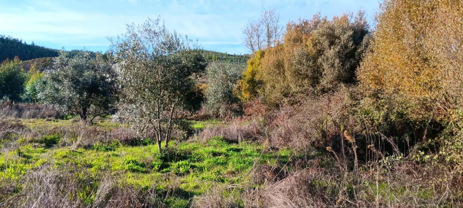 Terreno Agricola ou Rústico para Arrendamento em Envendos Foto 11