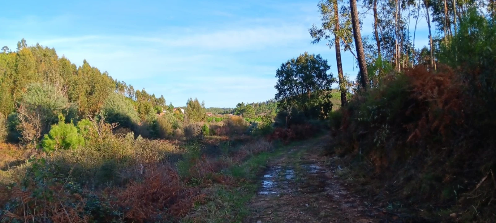 Terreno Agricola ou Rústico para Arrendamento em Envendos Foto 13