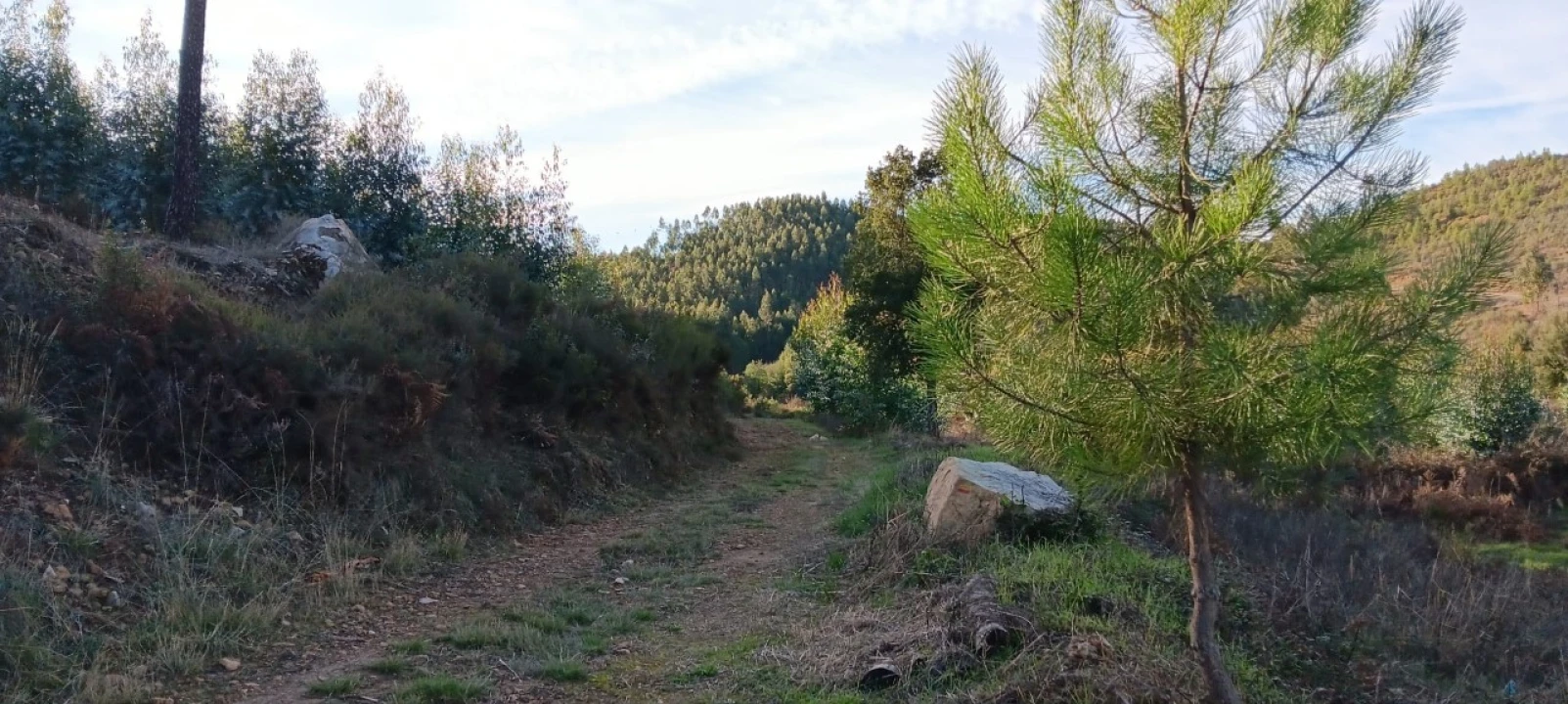 Terreno Agricola ou Rústico para Arrendamento em Envendos Foto 14