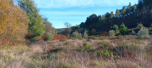Terreno Agricola ou Rústico para Arrendamento em Envendos