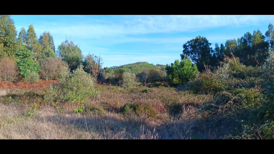Terreno Agricola ou Rústico para Arrendamento em Envendos