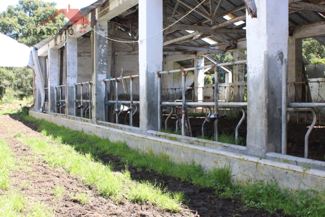 Quinta T20 para Venda em Gebelim e Soeima Foto 73