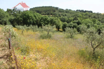 Terreno para Venda em Castelãos e Vilar do Monte