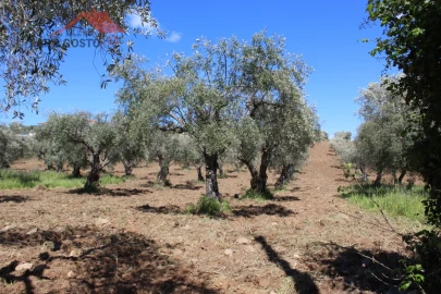 Terreno para Venda em Macedo de Cavaleiros