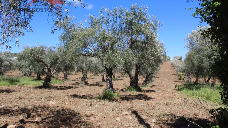 Terreno para Venda em Macedo de Cavaleiros