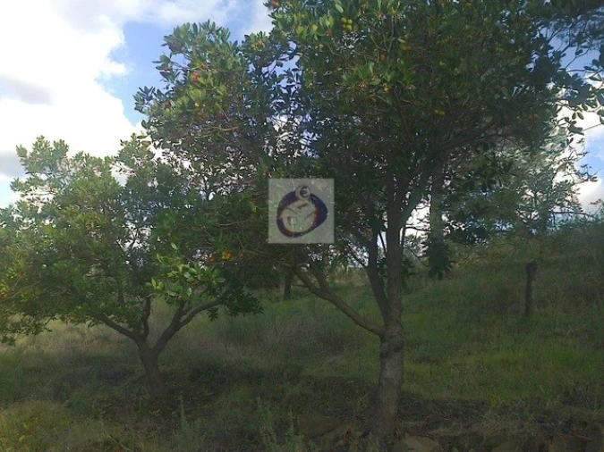 Quinta T3 para Venda em Vaqueiros Foto 15