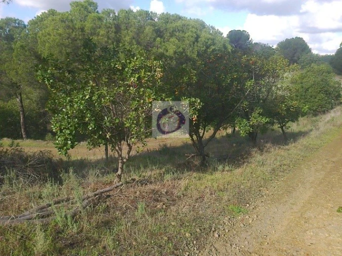 Quinta T3 para Venda em Vaqueiros Foto 16