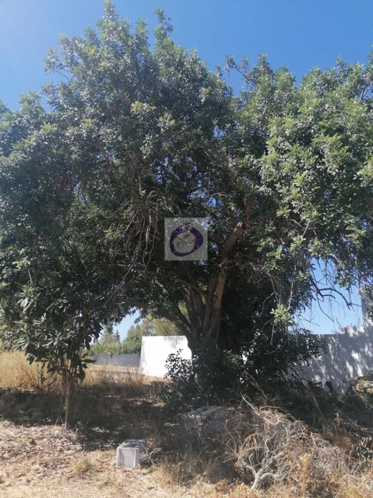 Terreno para Venda em Moncarapacho e Fuseta Foto 6