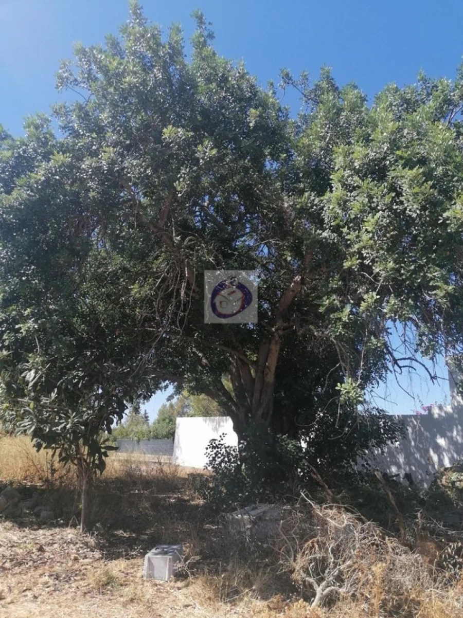 Terreno para Venda em Moncarapacho e Fuseta Foto 6