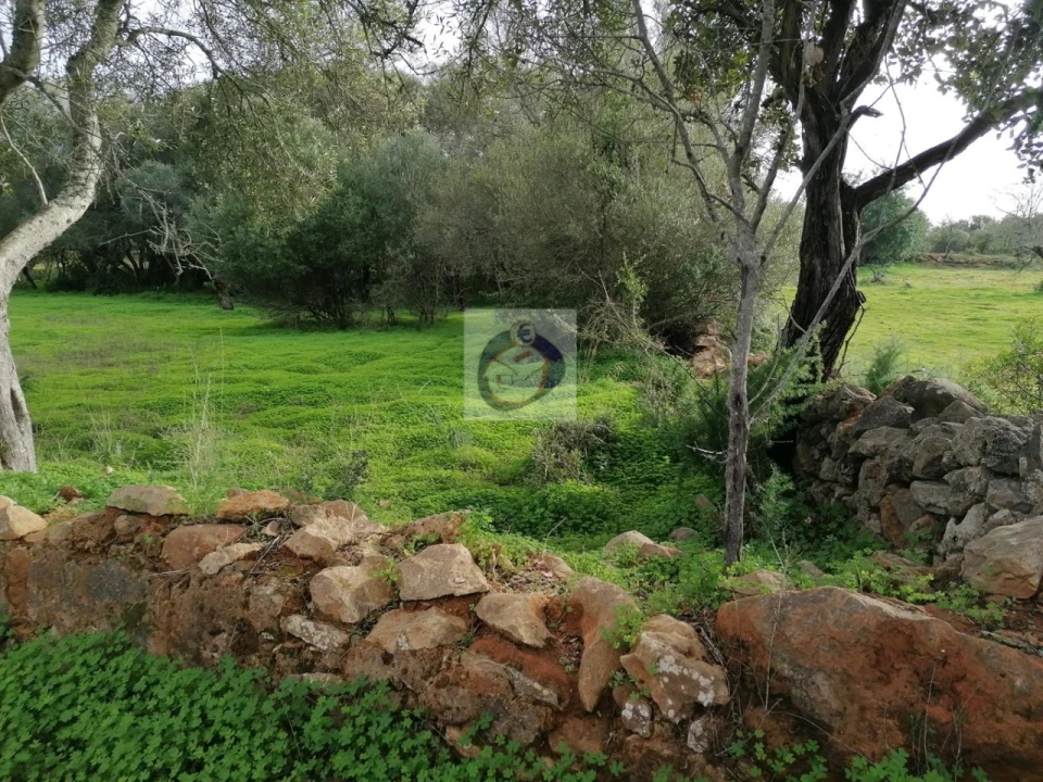 Terreno Agricola ou Rústico para Venda em Quelfes Foto 2