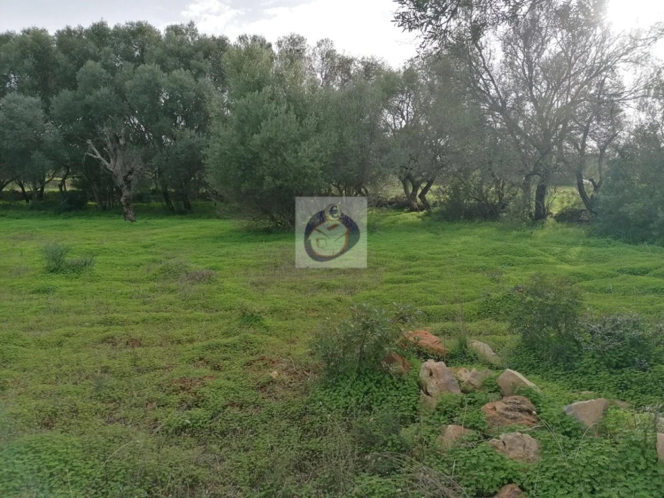 Terreno Agricola ou Rústico para Venda em Quelfes Foto 4
