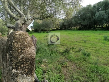 Terreno Agricola ou Rústico para Venda em Quelfes