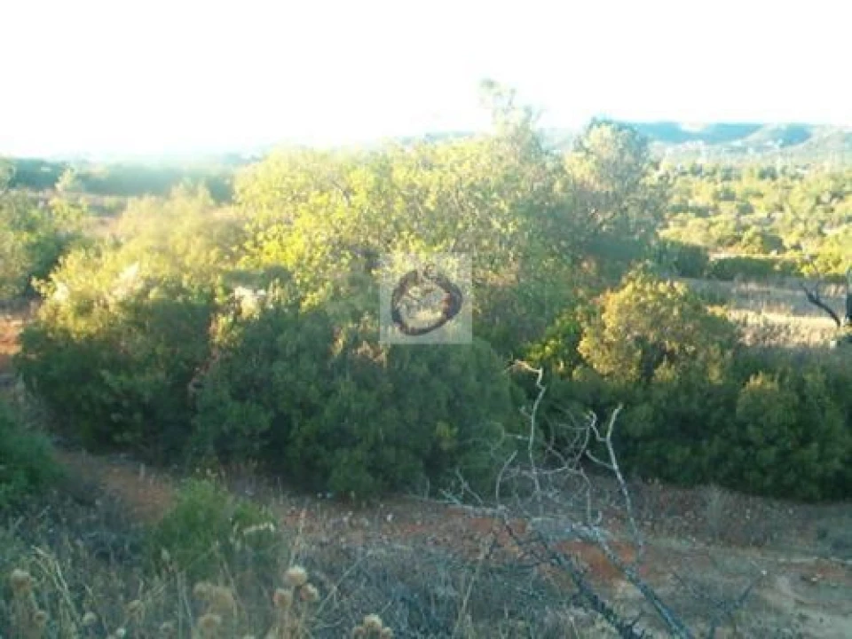 Terreno Agricola ou Rústico para Venda em Pechão Foto 1