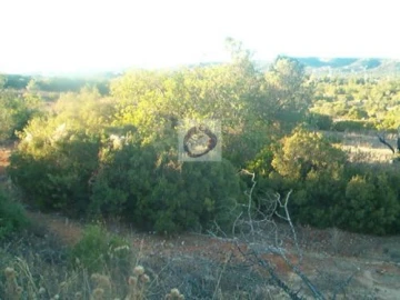 Terreno Agricola ou Rústico para Venda em Pechão