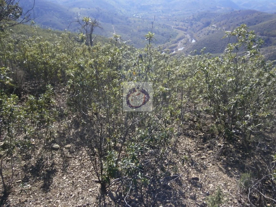 Terreno para Venda em Alcoutim e Pereiro Foto 9