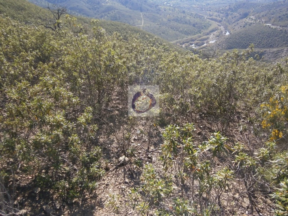 Terreno para Venda em Alcoutim e Pereiro Foto 10