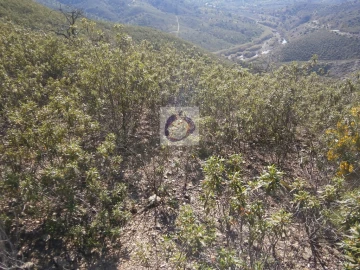 Terreno para Venda em Alcoutim e Pereiro
