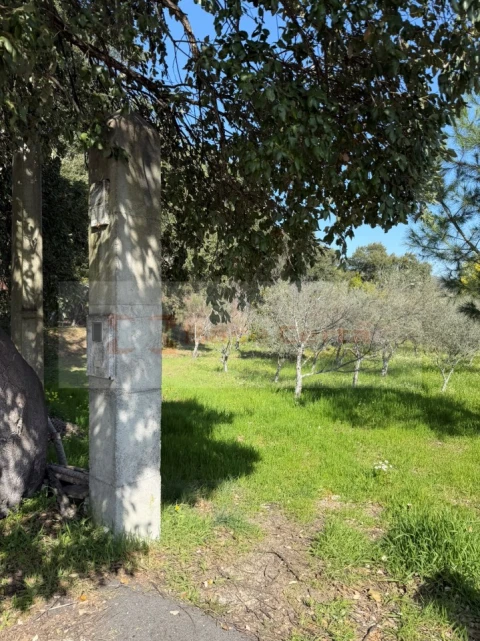 Terreno para Venda em Vale de Prazeres e Mata da Rainha