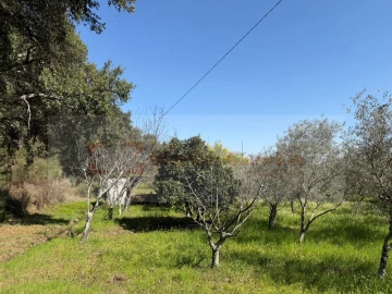 Terreno para Venda em Vale de Prazeres e Mata da Rainha