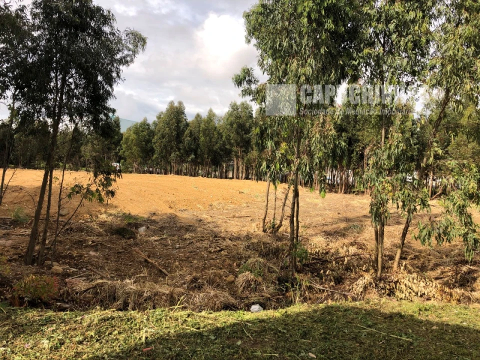 Terreno para Venda em Santa Maria e São Miguel, São Martinho, São Pedro Penaferrim Foto 5