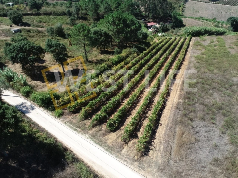 Terreno Agricola ou Rústico para Venda em Freiria Foto 1