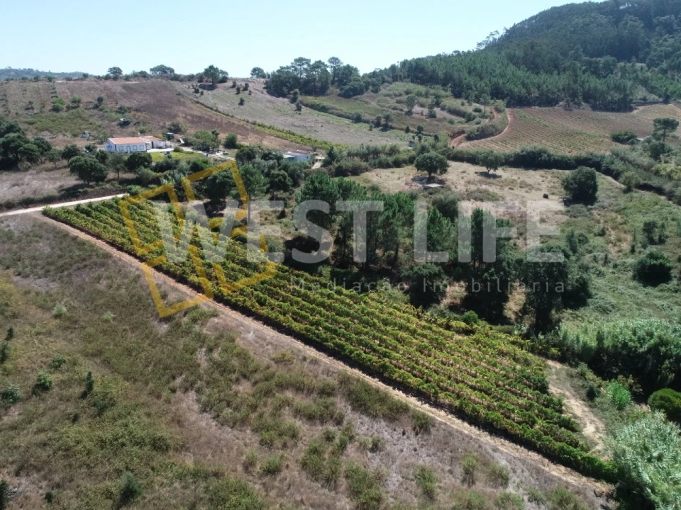 Terreno Agricola ou Rústico para Venda em Freiria Foto 3