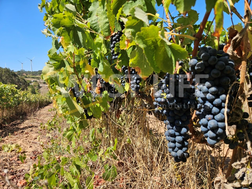 Terreno Agricola ou Rústico para Venda em Freiria Foto 5