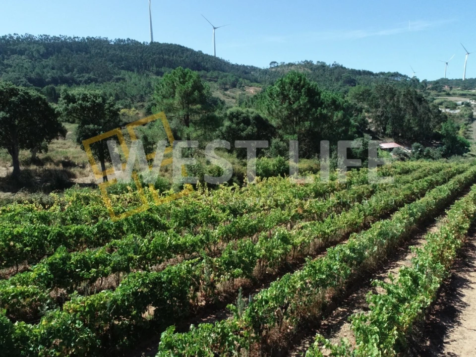 Terreno Agricola ou Rústico para Venda em Freiria Foto 6