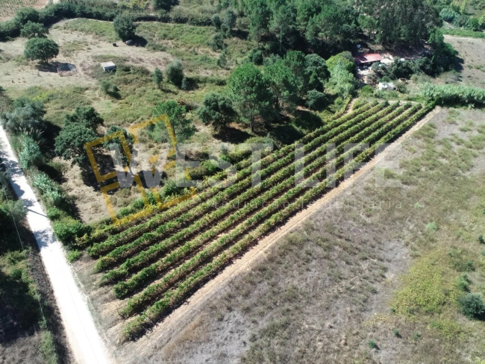 Terreno Agricola ou Rústico para Venda em Freiria Foto 7