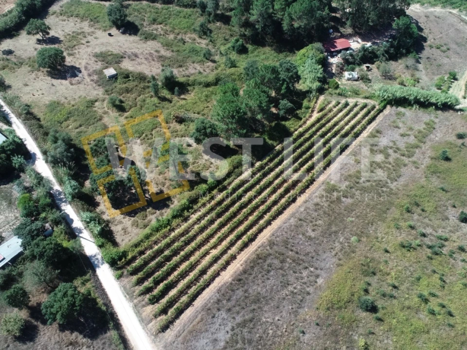 Terreno Agricola ou Rústico para Venda em Freiria Foto 9