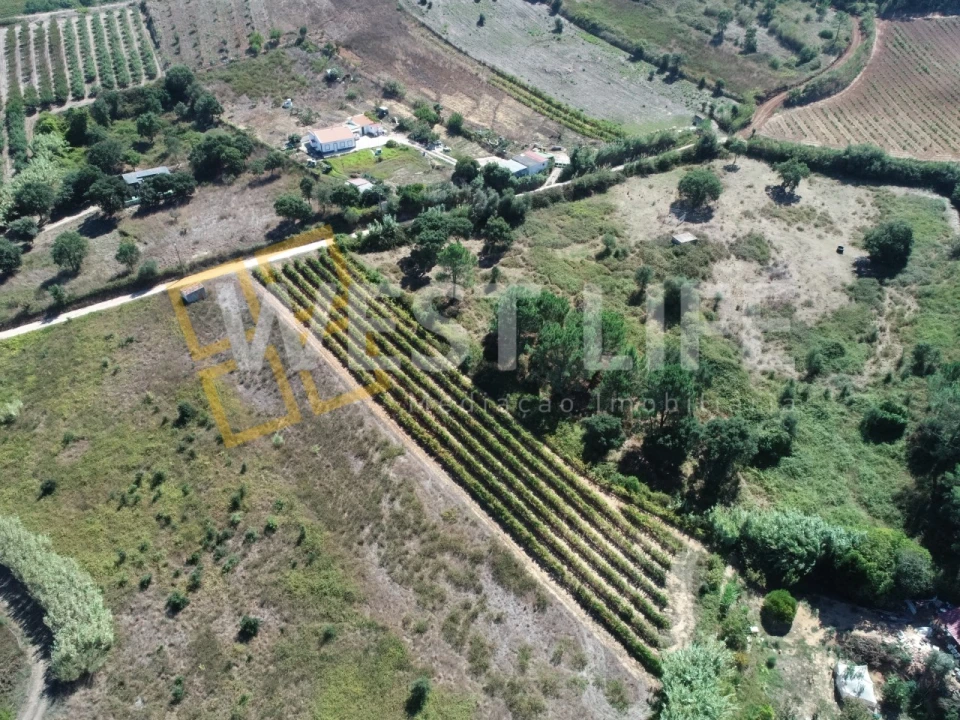 Terreno Agricola ou Rústico para Venda em Freiria Foto 11