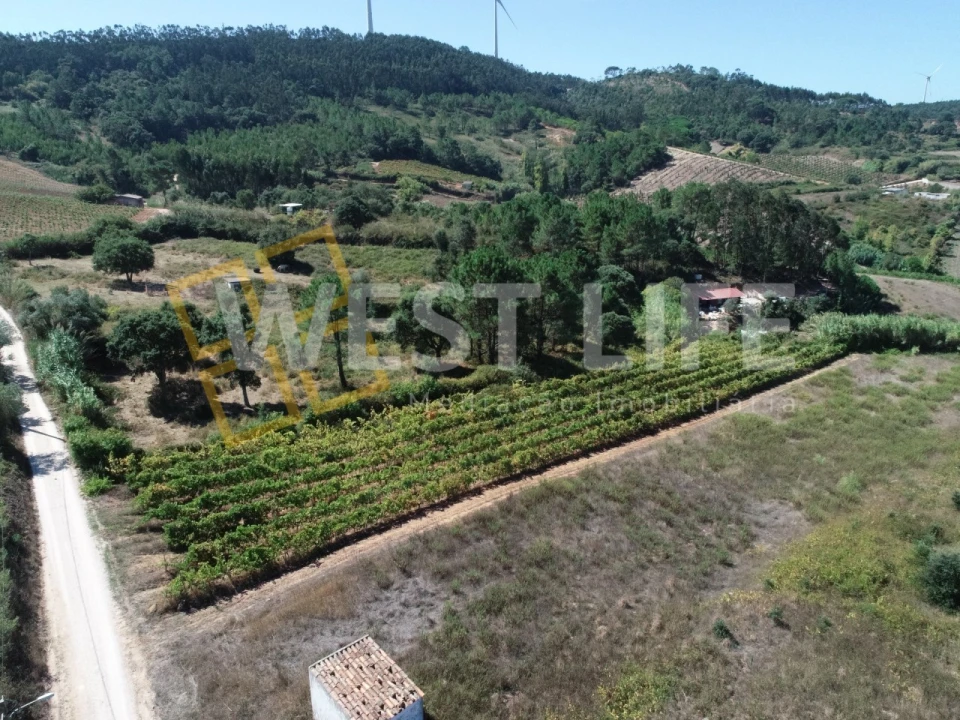 Terreno Agricola ou Rústico para Venda em Freiria Foto 13