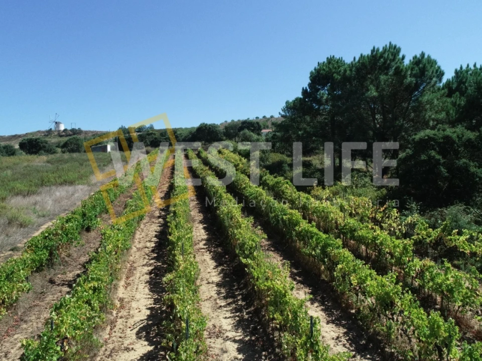 Terreno Agricola ou Rústico para Venda em Freiria Foto 15