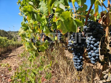 Terreno Agricola ou Rústico para Venda em Freiria